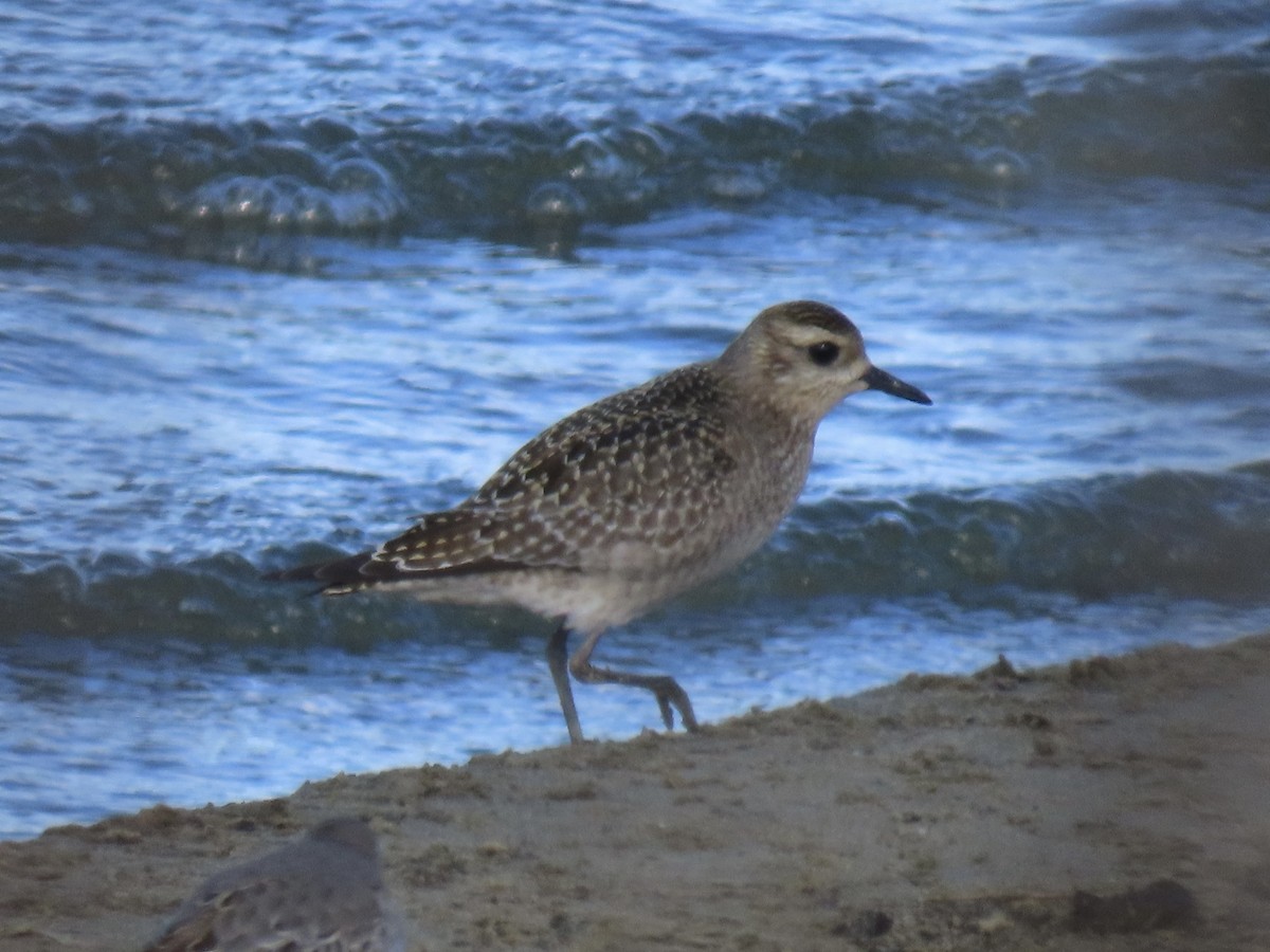 American Golden-Plover - ML625539666