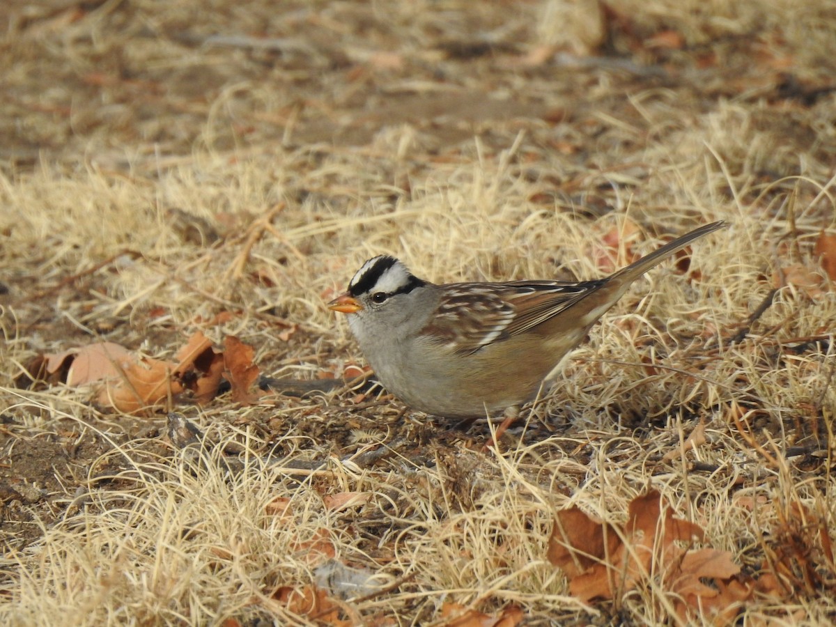 strnadec bělopásý (ssp. gambelii) - ML625539732