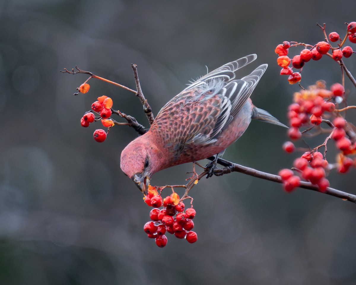 Pine Grosbeak - ML625540023