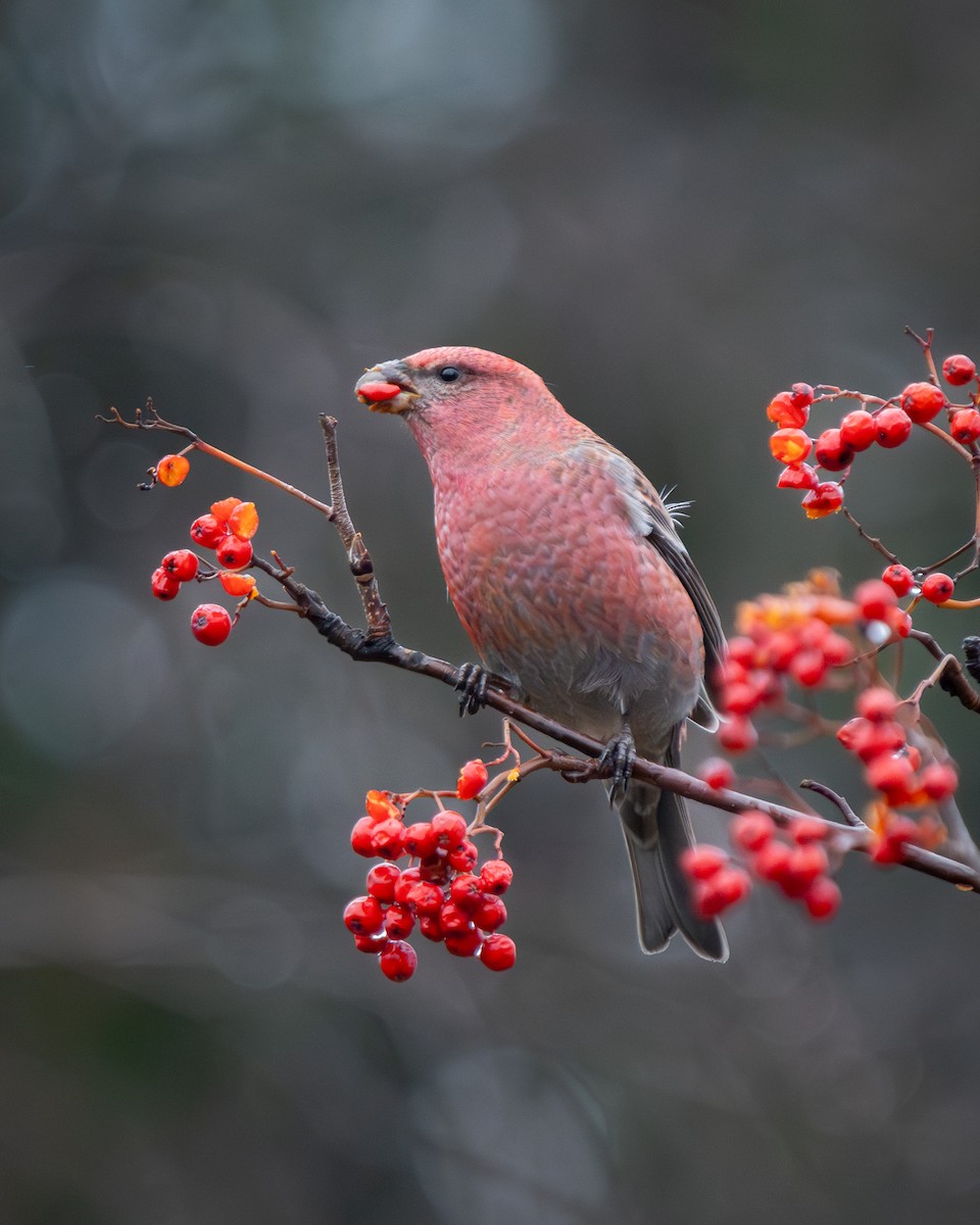 Pine Grosbeak - ML625540024