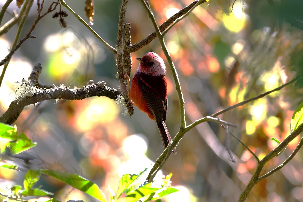 Pink-headed Warbler - ML625540113