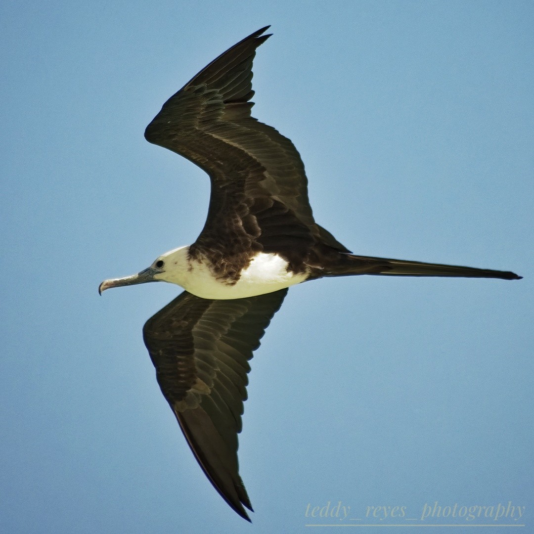 Magnificent Frigatebird - ML625540288