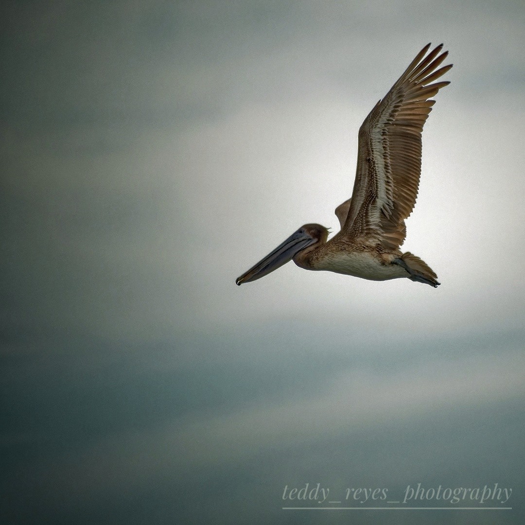 Brown Pelican - ML625540299