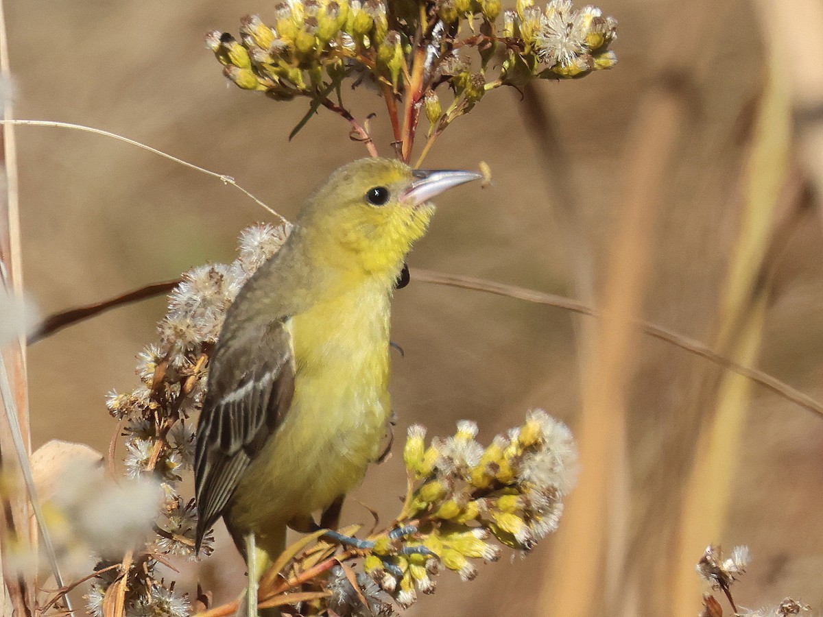 Orchard Oriole - Stephen Mirick