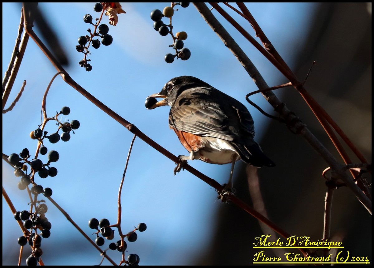 American Robin - pierre chartrand