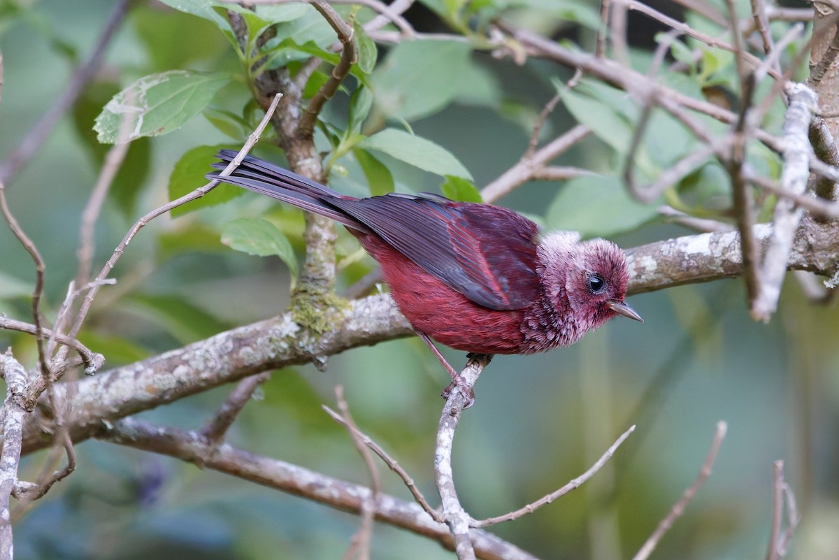 Pink-headed Warbler - ML625540540