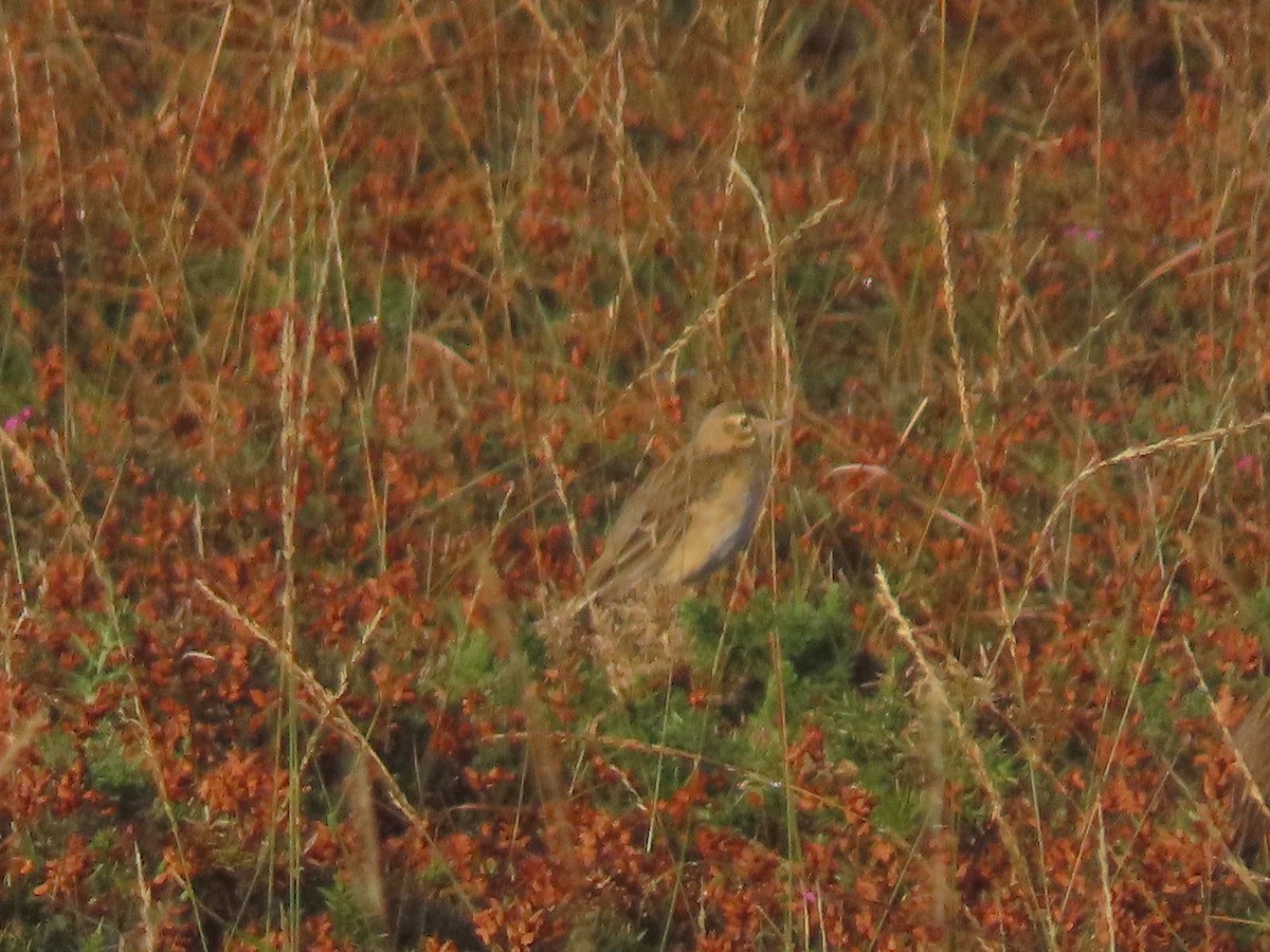 Richard's Pipit - Joaquín Meana