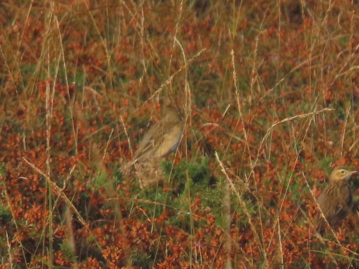 Richard's Pipit - ML625540588