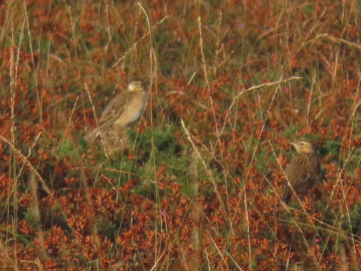 Richard's Pipit - ML625540590