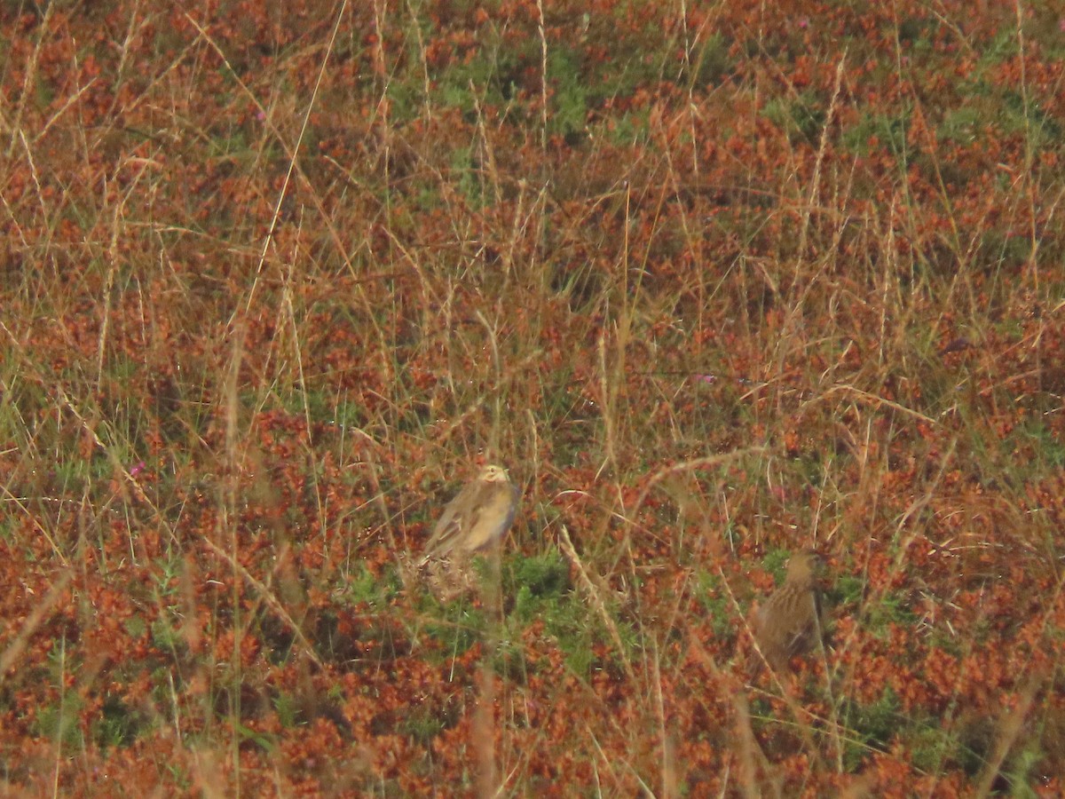 Richard's Pipit - ML625540592