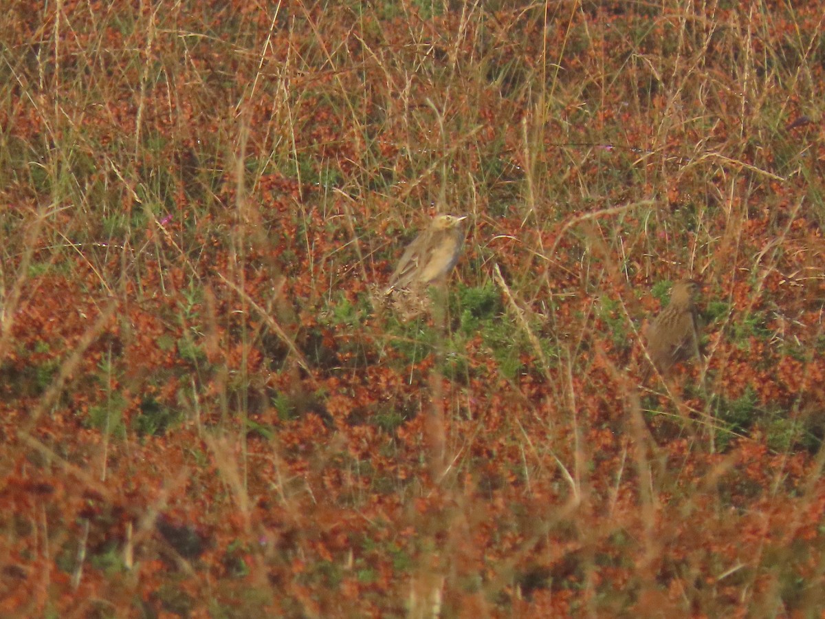 Richard's Pipit - ML625540593