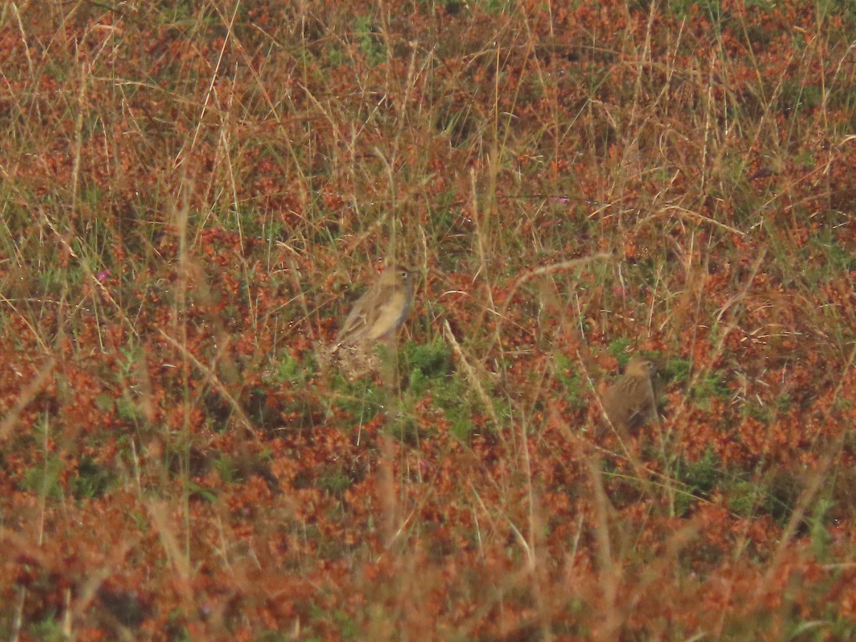 Richard's Pipit - ML625540594