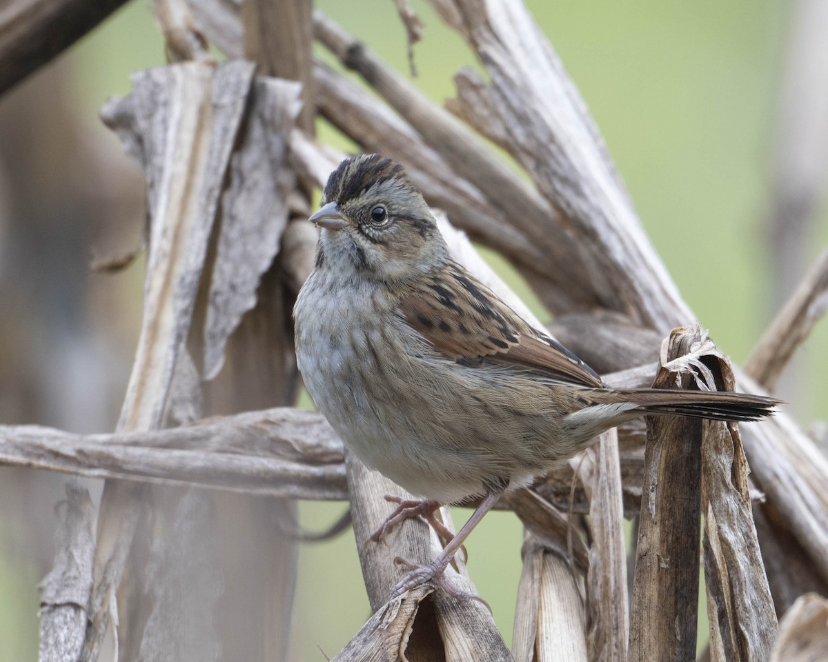 Swamp Sparrow - ML625540598