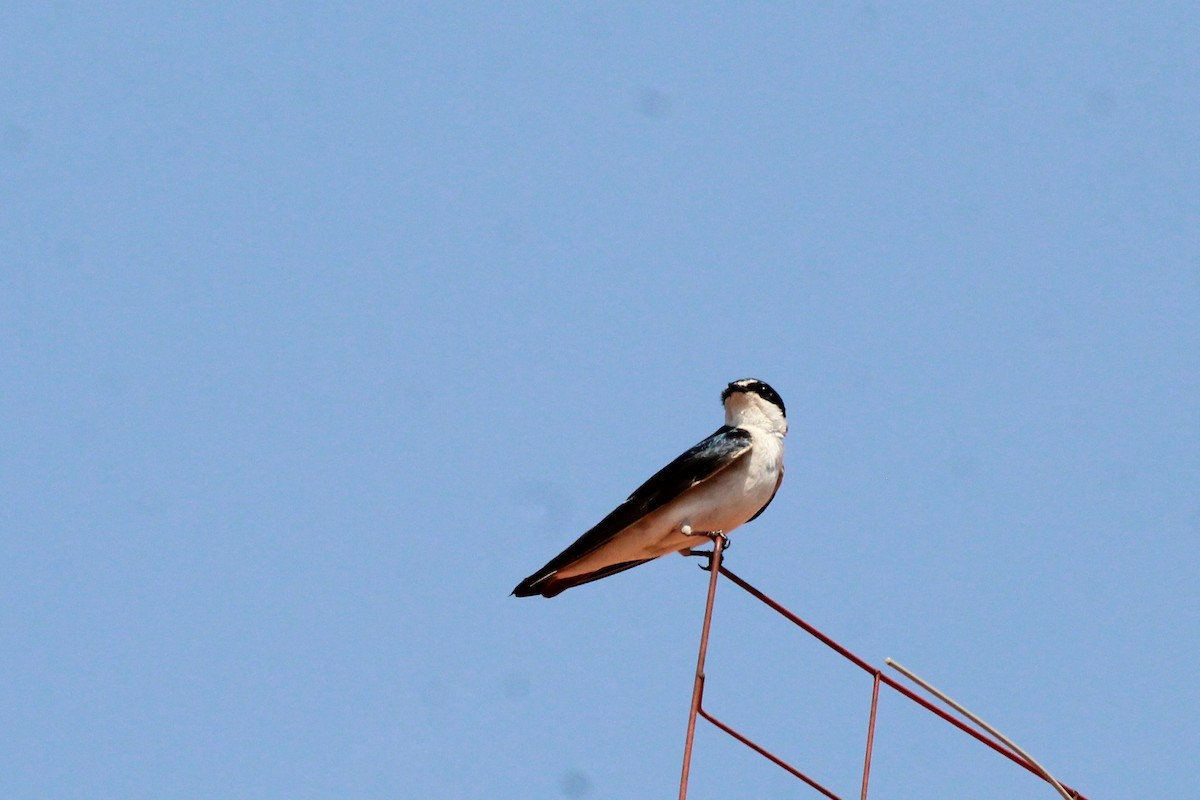 White-rumped Swallow - ML625540651