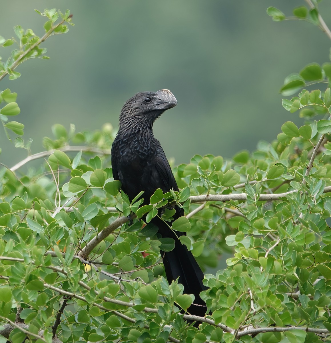 Smooth-billed Ani - ML625540699