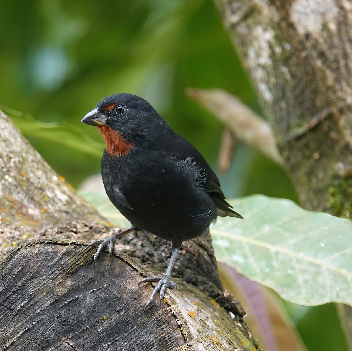 Lesser Antillean Bullfinch - ML625540721