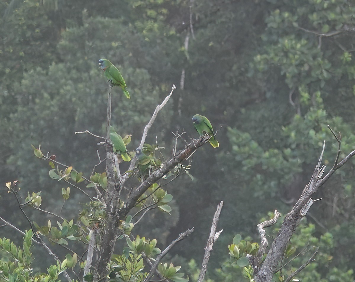 Red-necked Amazon - ML625540741