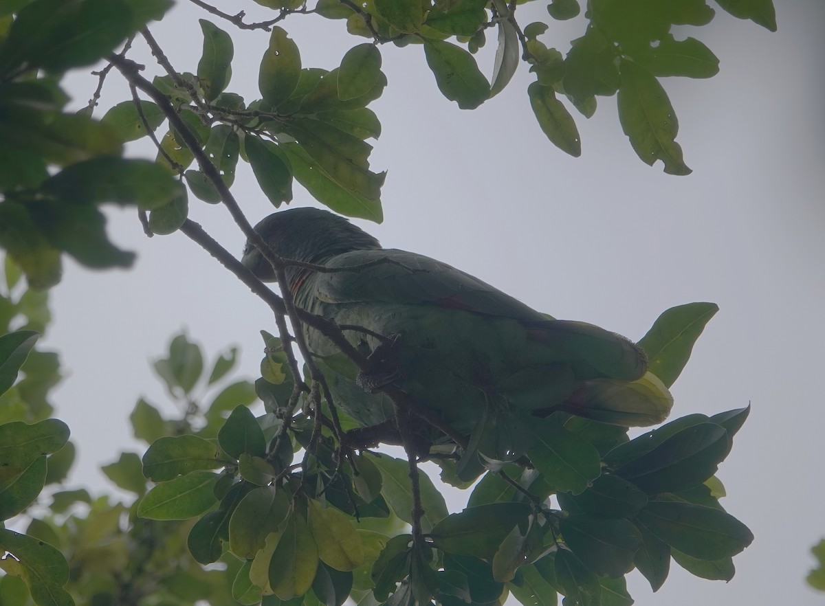 Red-necked Amazon - ML625540743