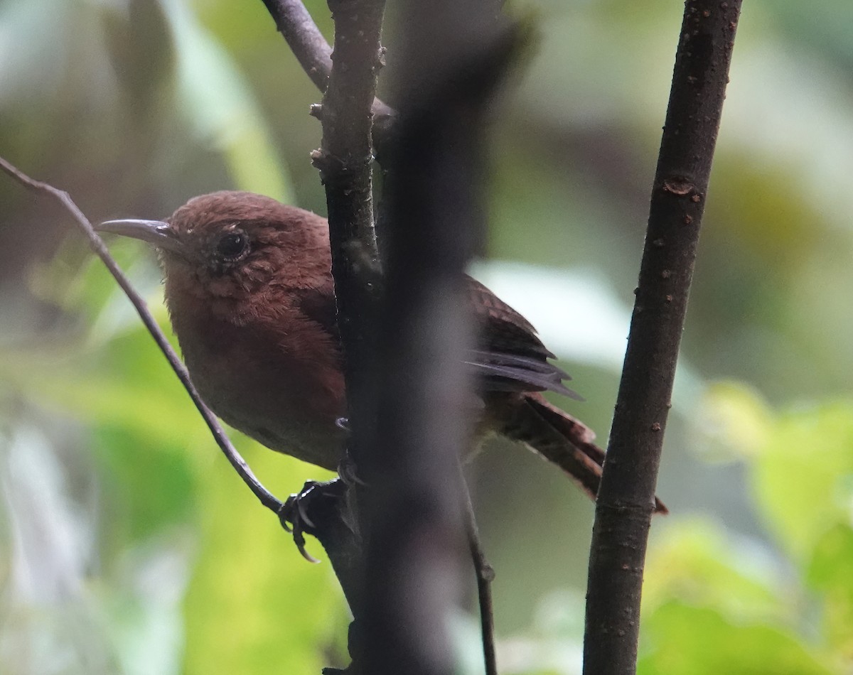 Kalinago Wren - ML625540769