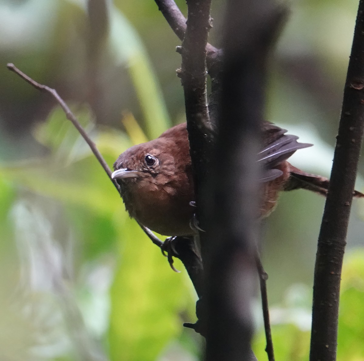 Kalinago Wren - ML625540770