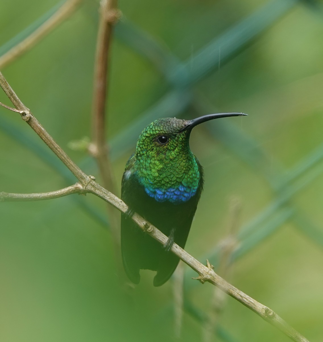 Green-throated Carib - ML625540799