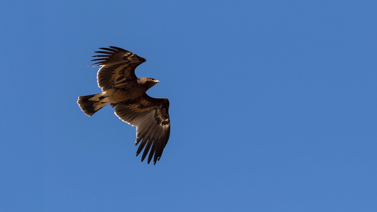 Águila Esteparia - ML625540831