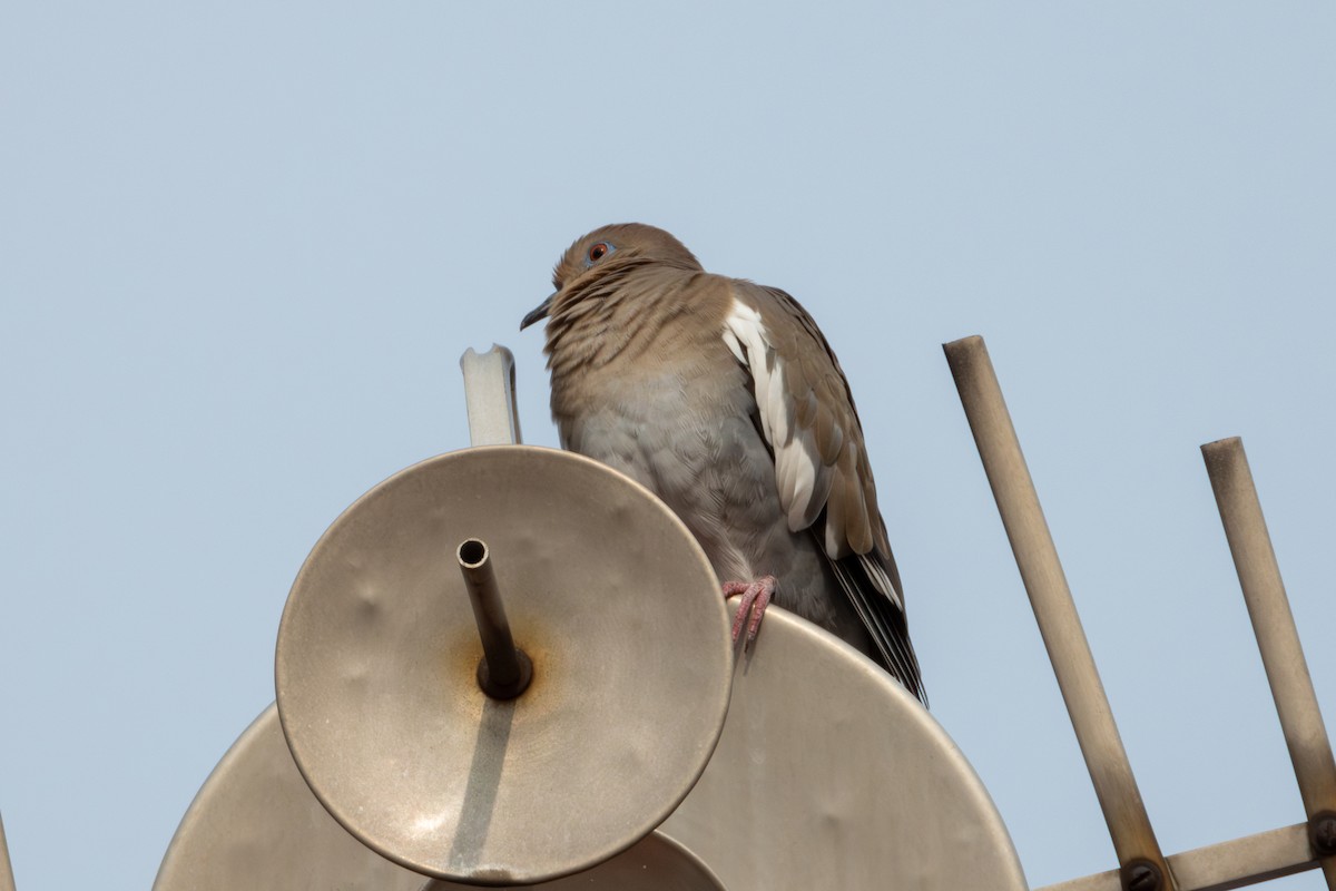 White-winged Dove - ML625540893