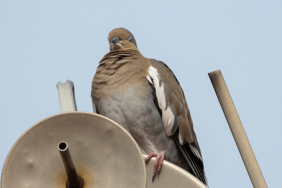 White-winged Dove - ML625540894
