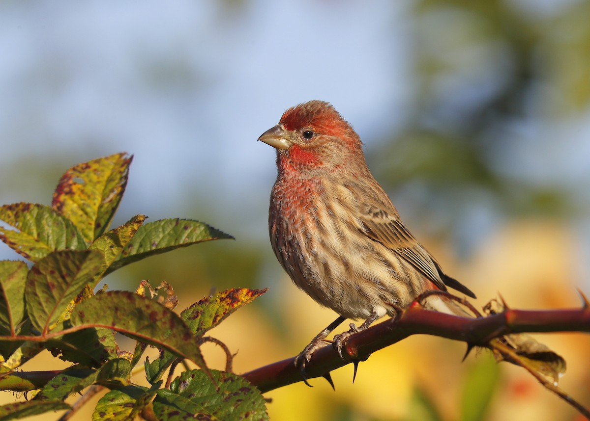 House Finch - ML625540990
