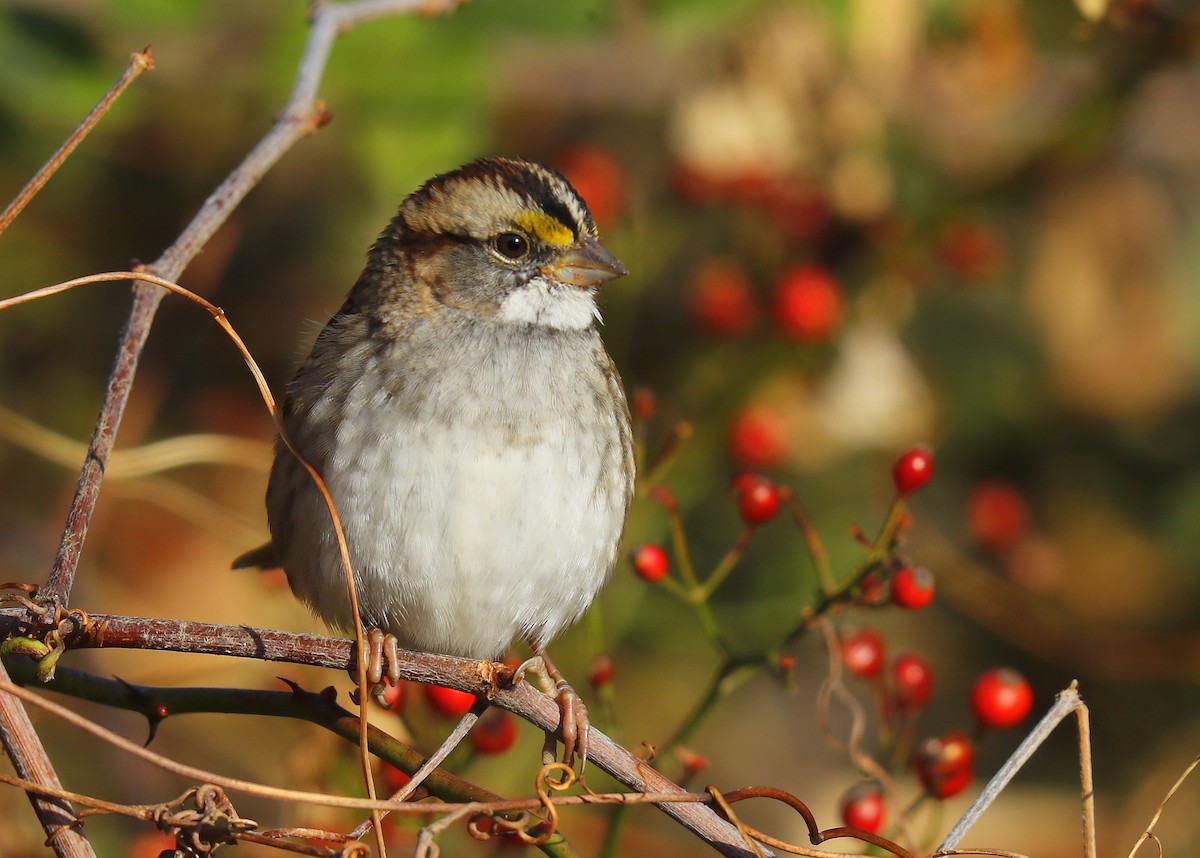 White-throated Sparrow - ML625541001