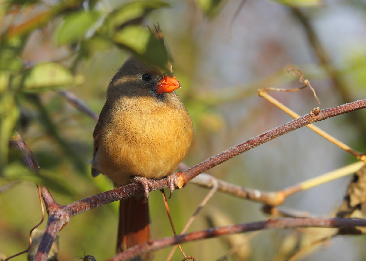 Northern Cardinal - ML625541024