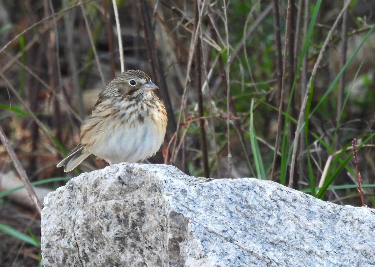 Vesper Sparrow - ML625541080