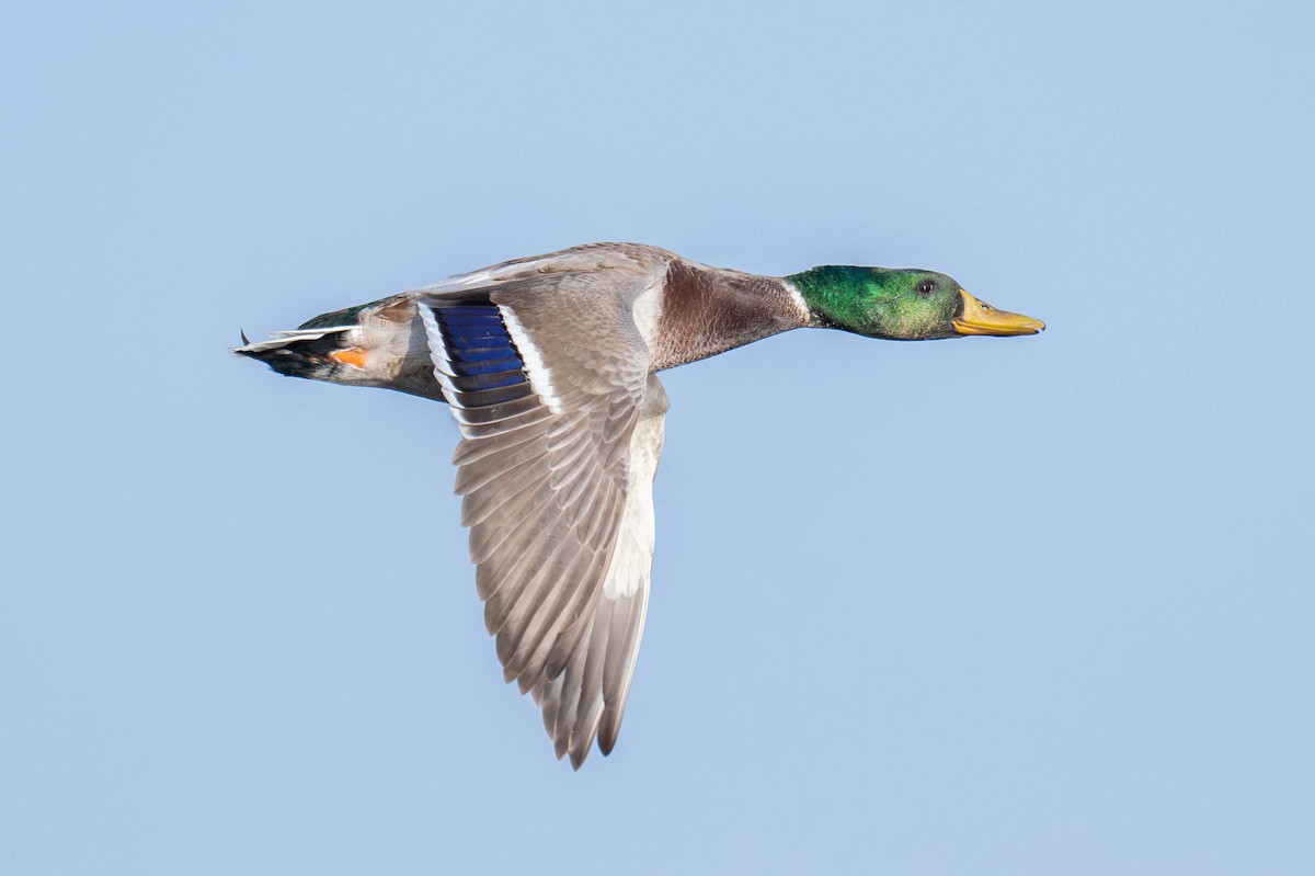 Mallard - ML625541102