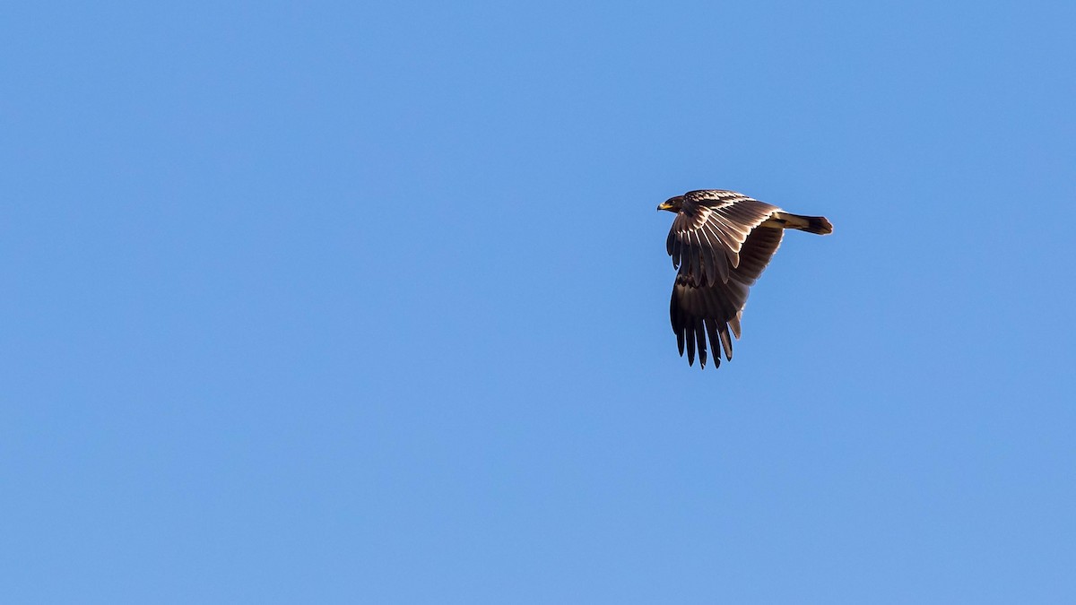 Águila Moteada - ML625541108