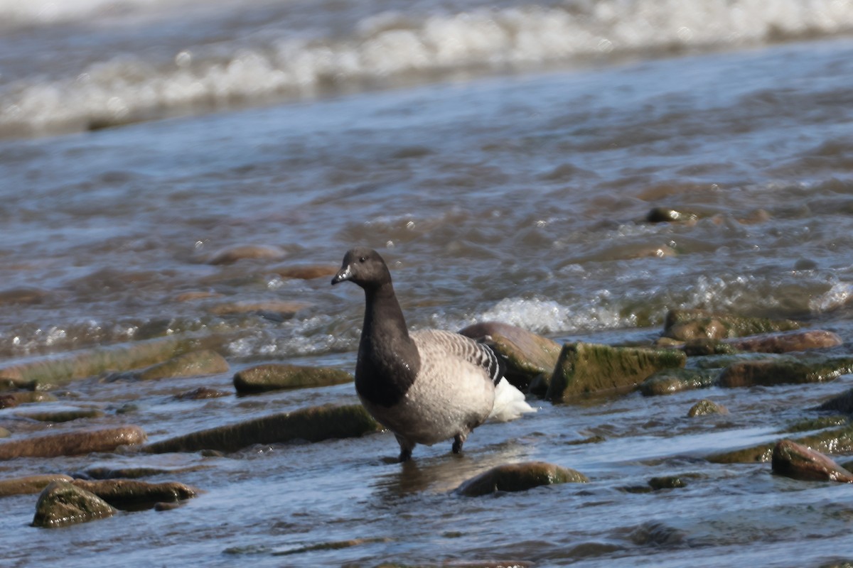 Brant - ML625541217