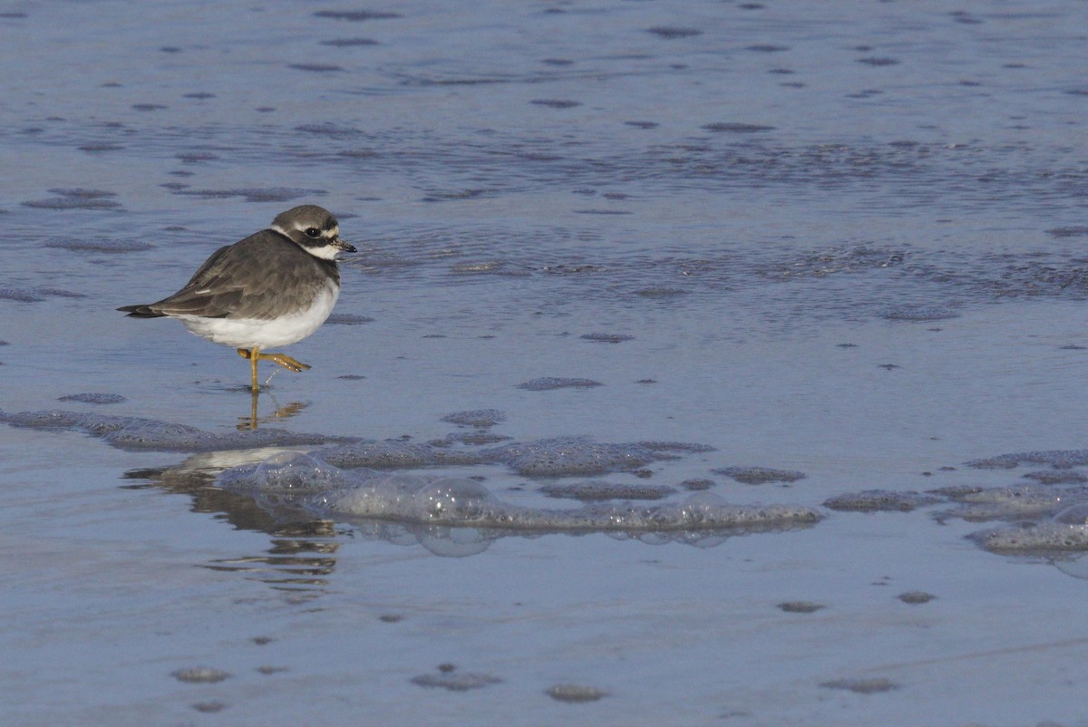 Common Ringed Plover - Mike Pennington