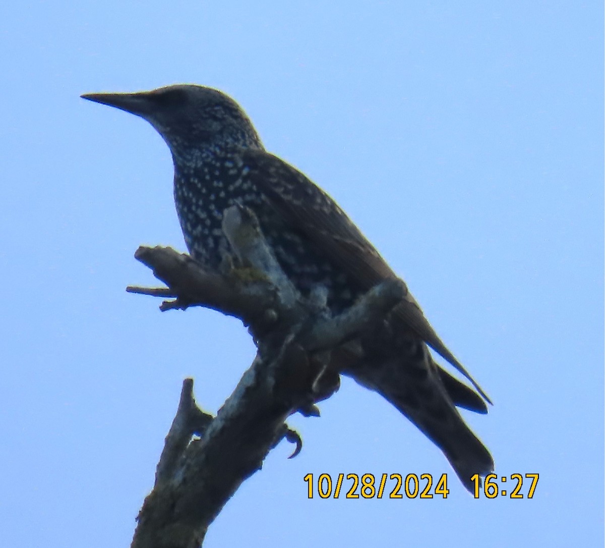 European Starling - ML625541393