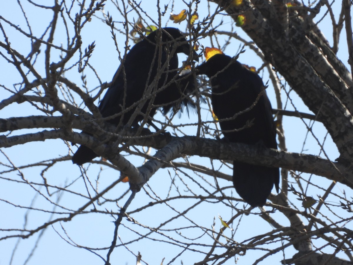 Common Raven - ML625541403
