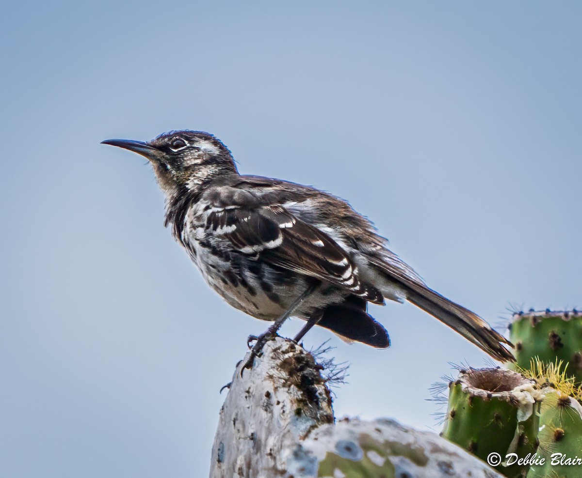Floreana Mockingbird - ML625541439