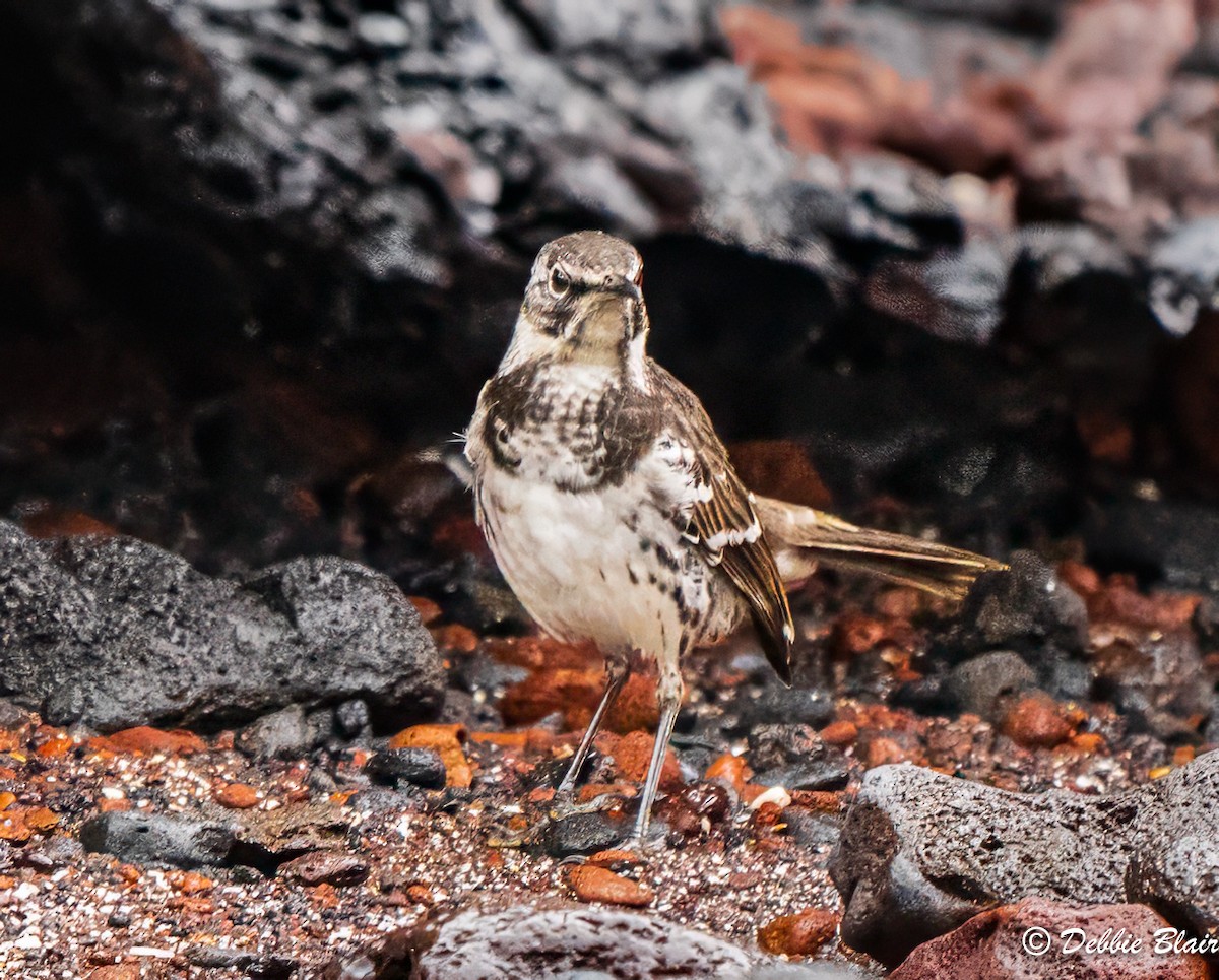 Floreana Mockingbird - ML625541440