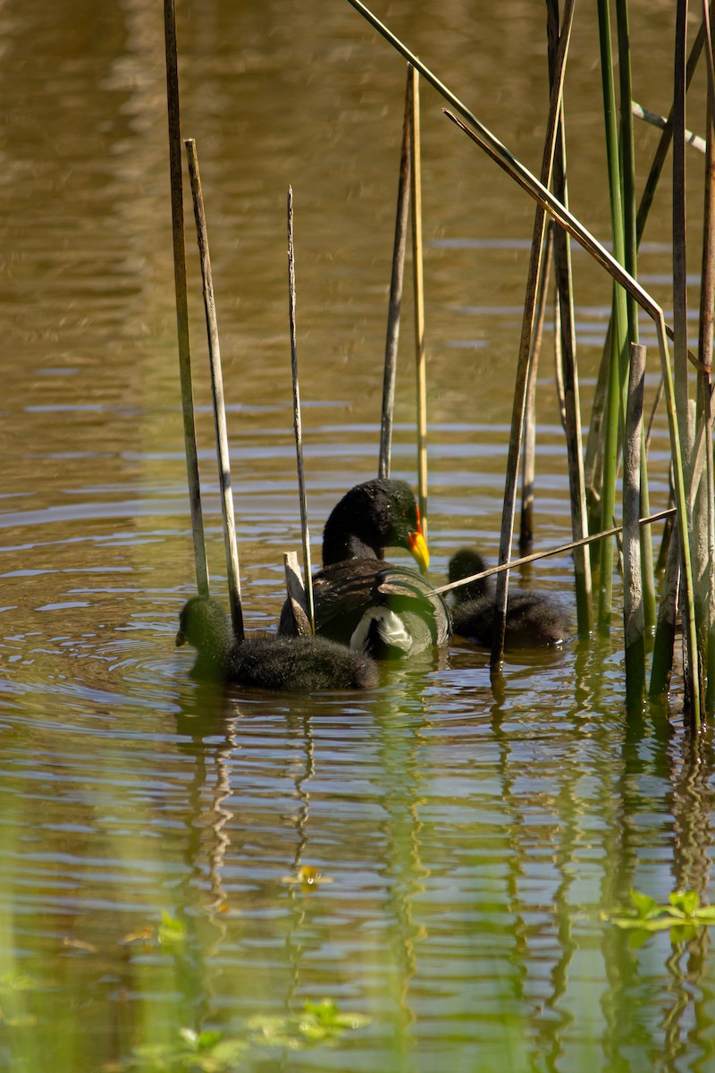 Red-fronted Coot - ML625541444