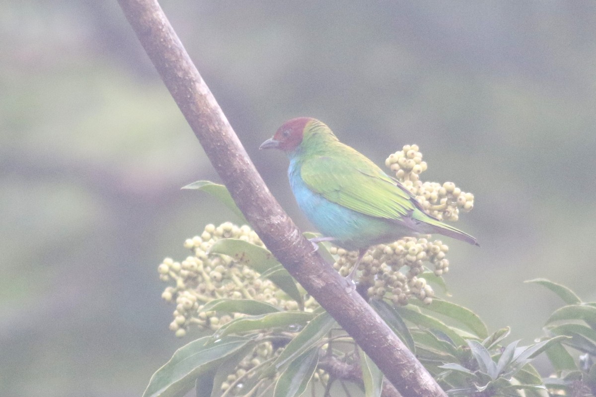 Bay-headed Tanager - ML625541518