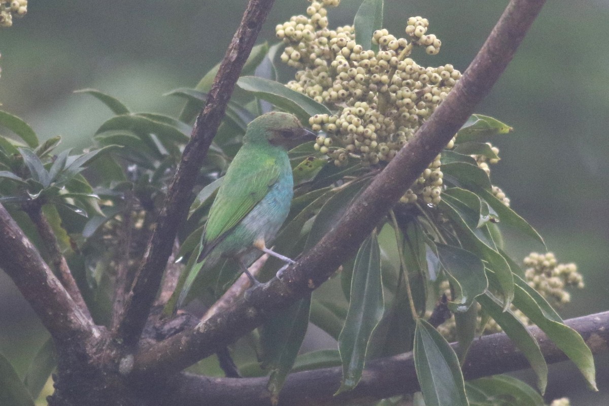 Bay-headed Tanager - ML625541519