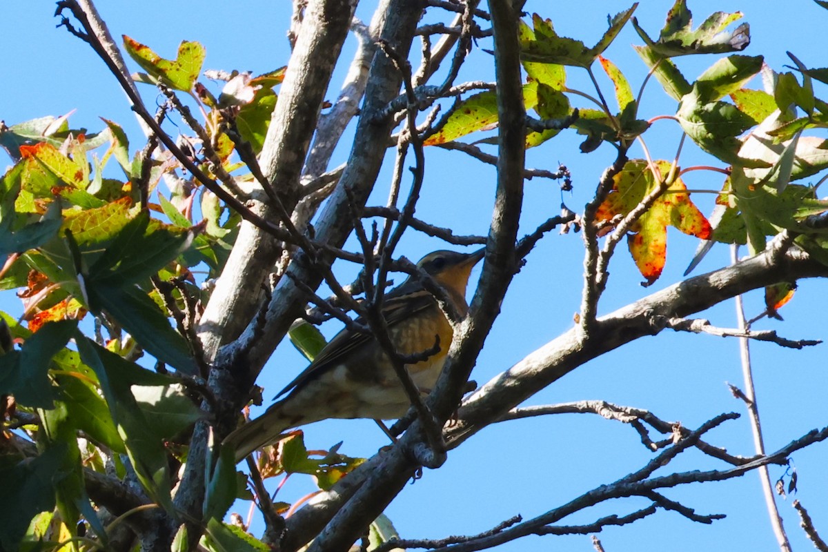 Varied Thrush - Audrey Whitlock