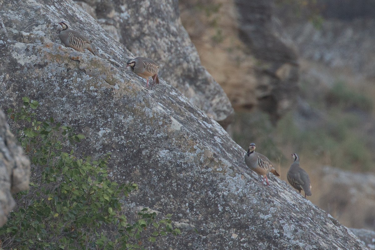 Chukar - ML625541649