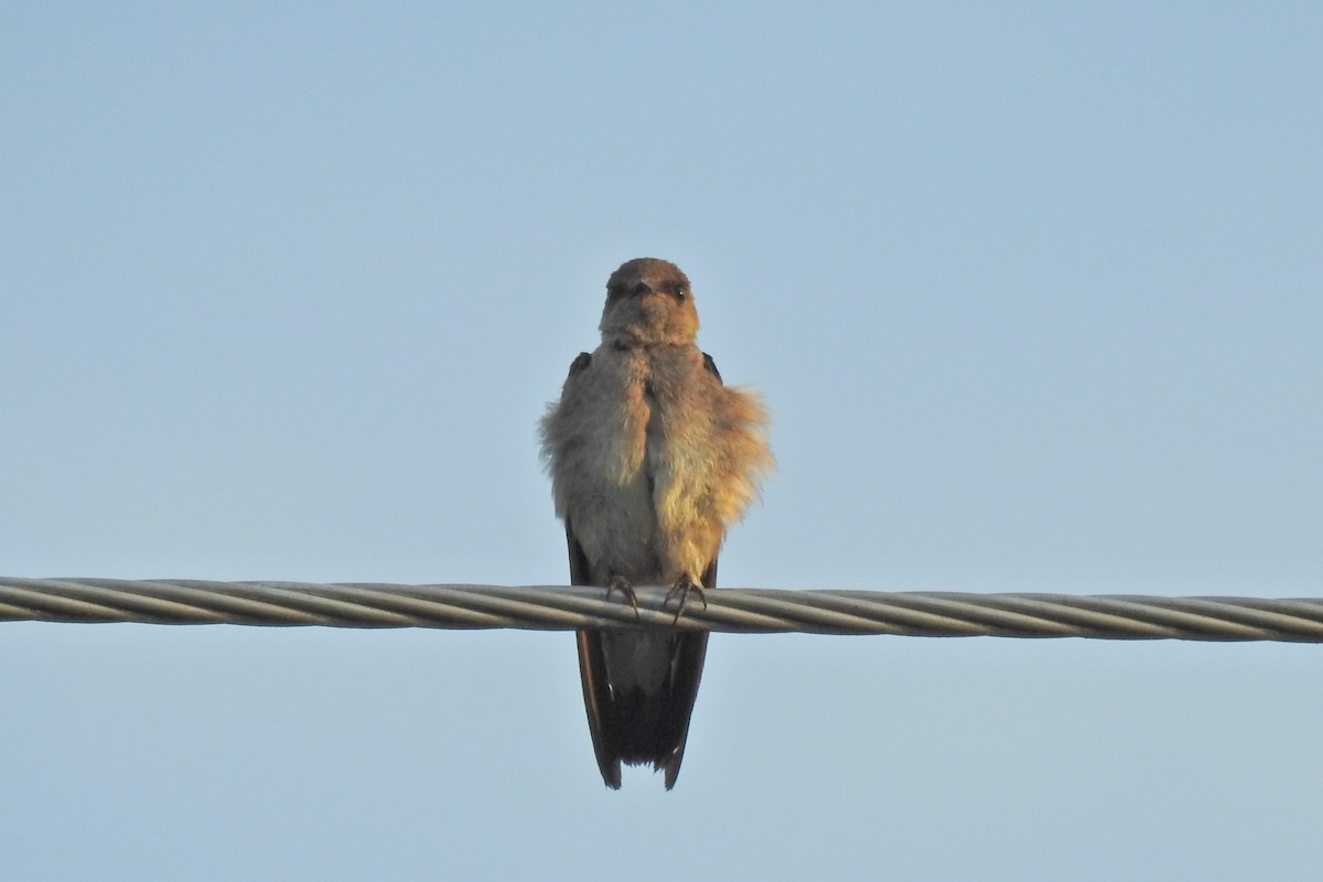 Northern Rough-winged Swallow - ML625541746