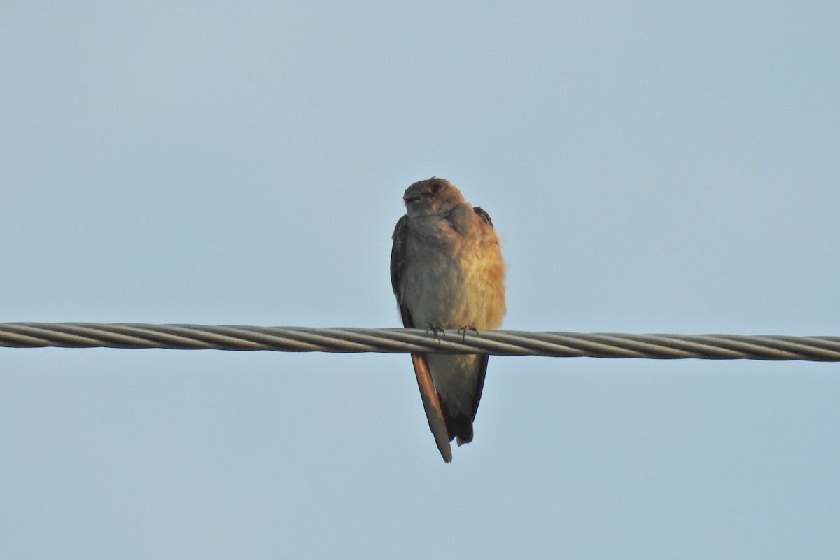 Northern Rough-winged Swallow - ML625541747