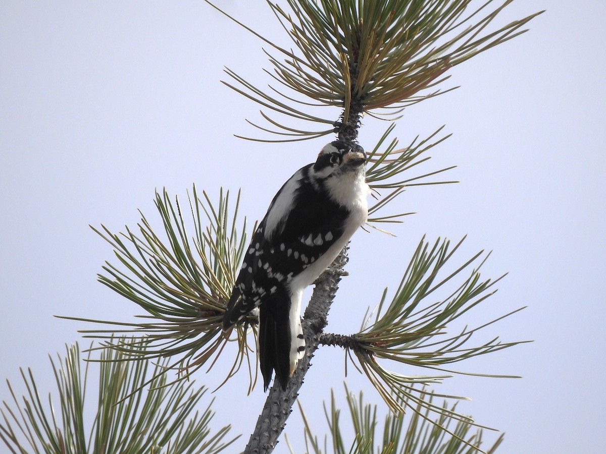 Downy Woodpecker - ML625541779