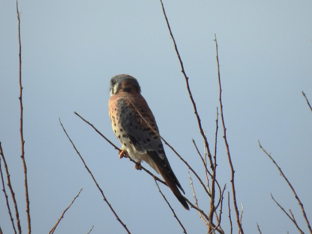 American Kestrel - ML625541801