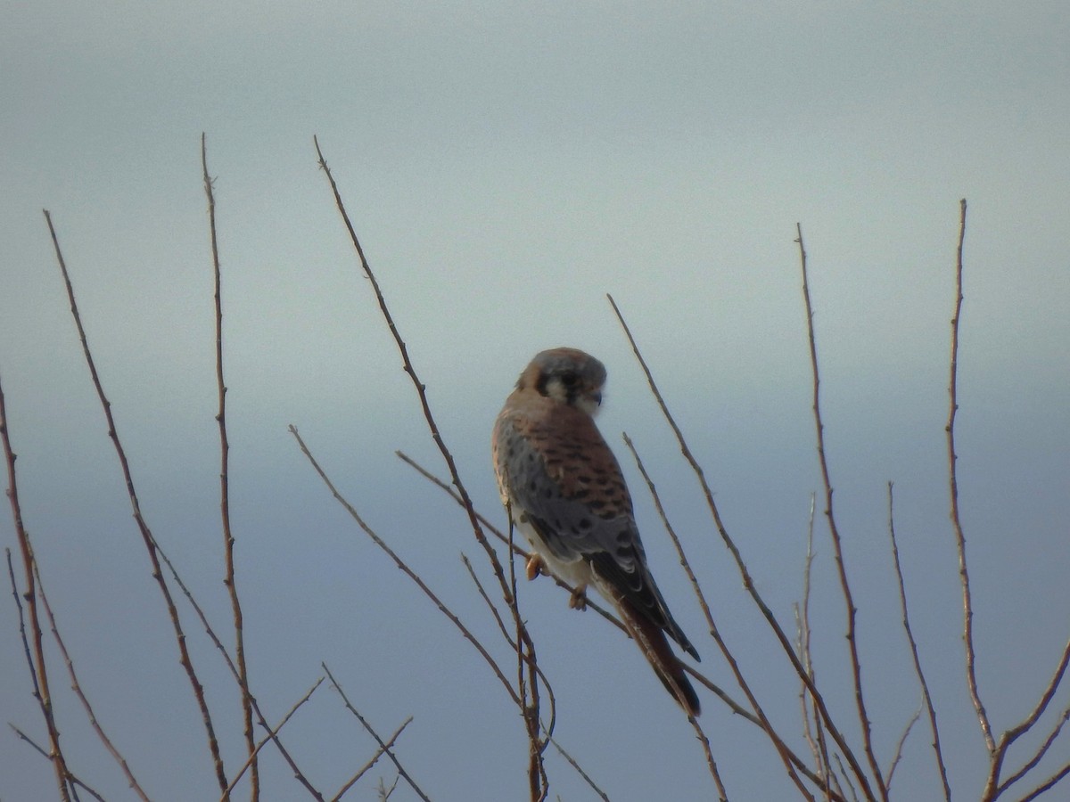 American Kestrel - ML625541803